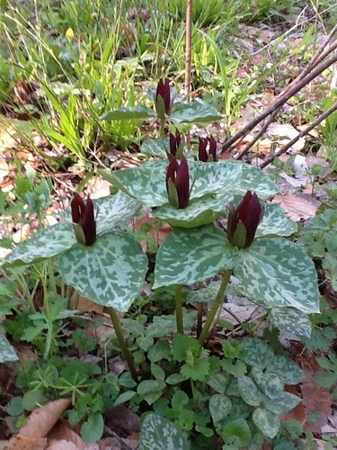 Purple toad trillium - toad, (sweet