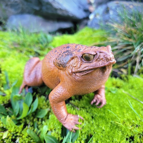 Taxidermy toad real stuffed - taxidermy,