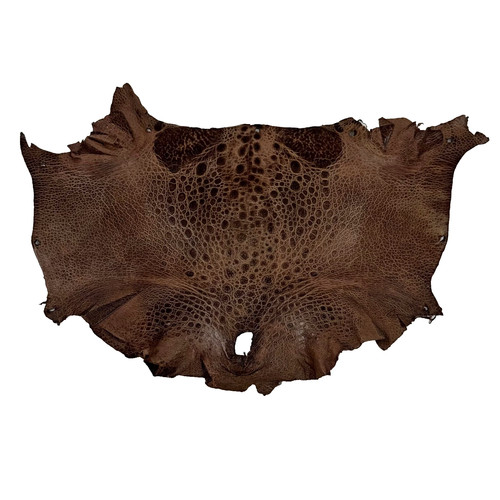 Bufo marinus cane toad - marinus, skin