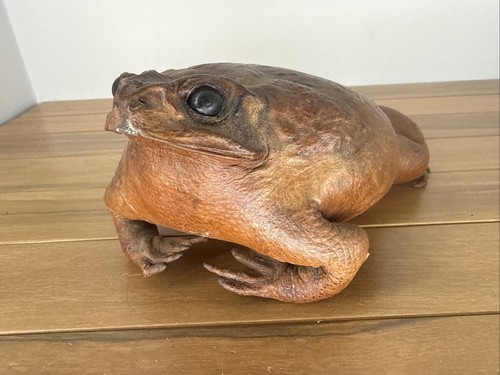 Vintage real stuffed taxidermy - real,